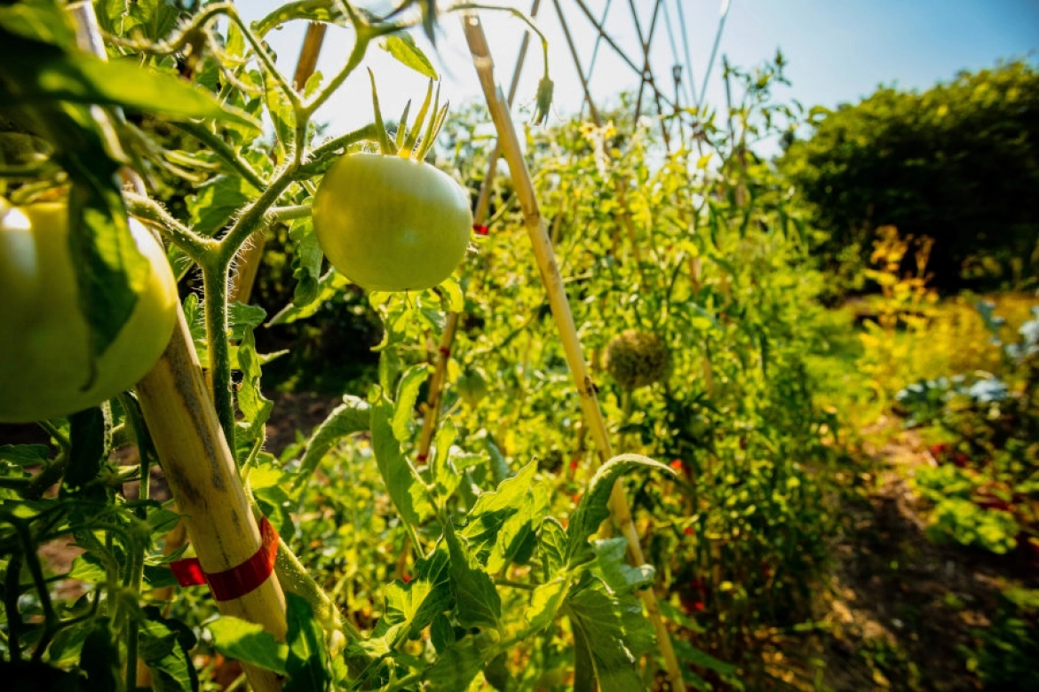 Camping La Pin&egrave;de image 4