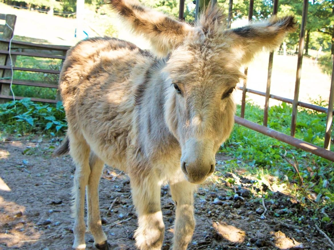 Camping Le Bout du Monde image 2