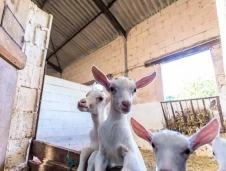 Camping Le Bout du Monde image 3