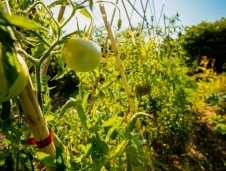 Camping La Pin&egrave;de image 4