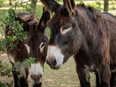 Camping Le Malolya image 3