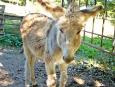 Camping Le Bout du Monde image 2